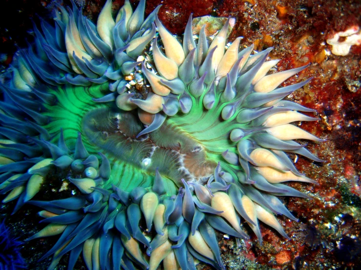 an underwater sea plant grows from water on a rocky reef