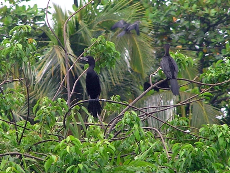 two large black birds are perched in the trees