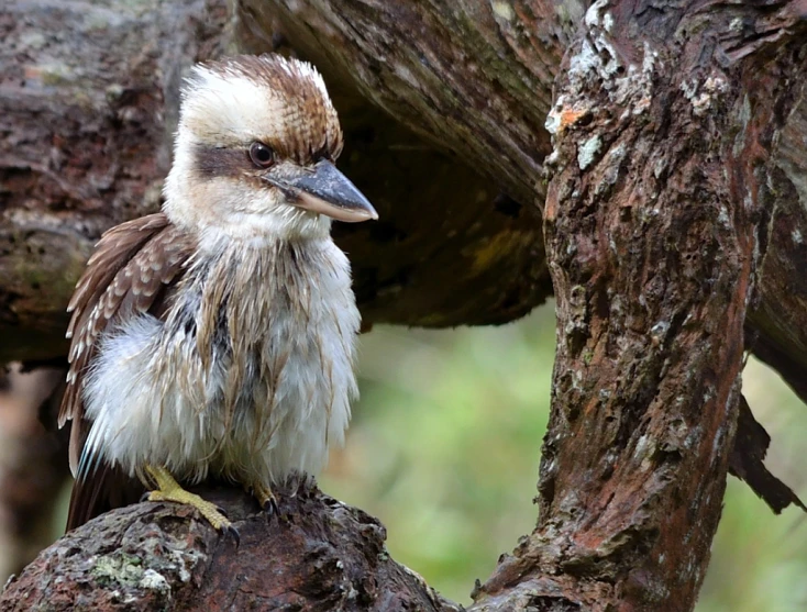 a close up of a bird on a nch