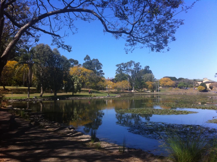 a lake in the middle of the park with lots of trees