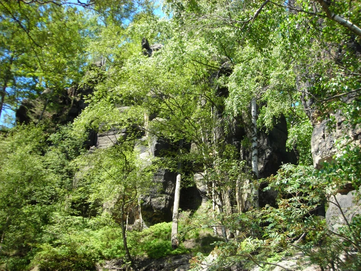 a scenic image of lush green forest on a sunny day