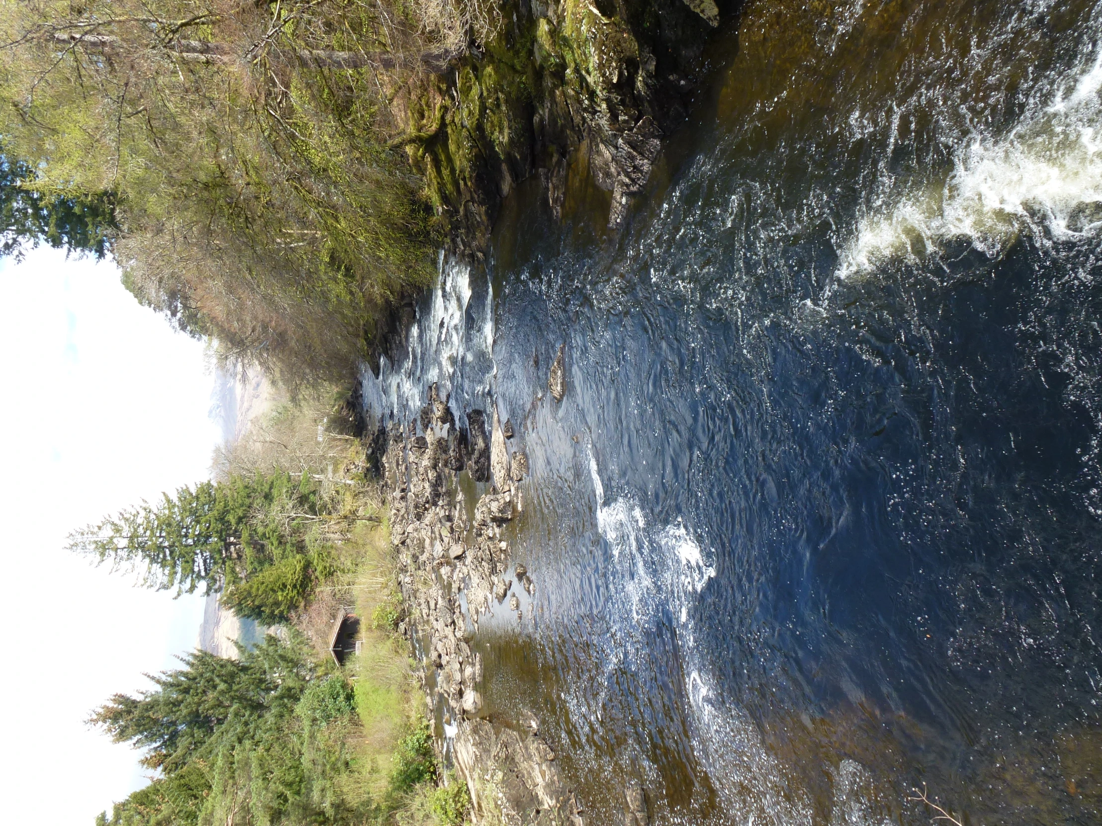 a stream running through a forested area next to a forest