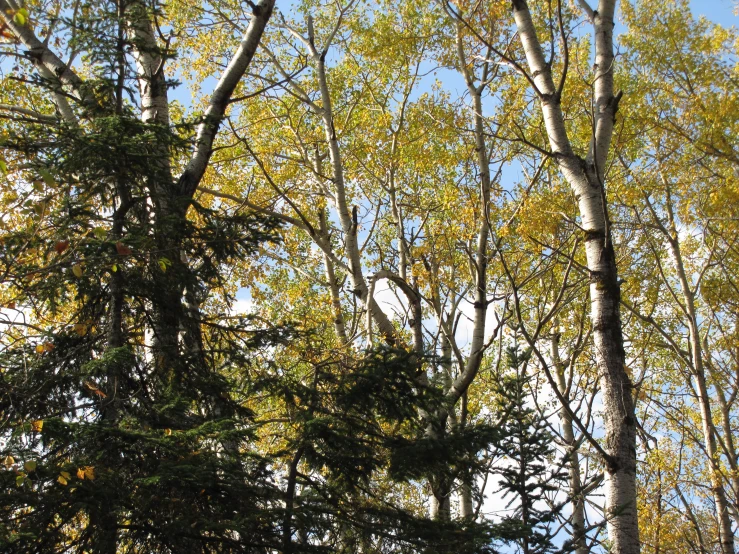 the blue sky and the leaves on trees