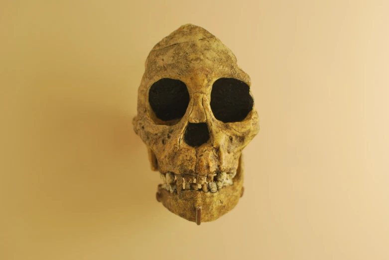 a skull with large black eyes displayed on a wall
