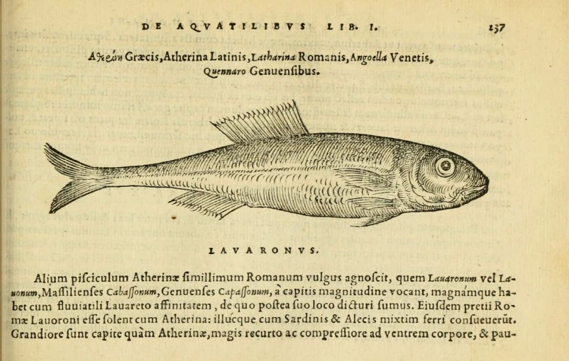 an illustration of a fish sitting on top of a page