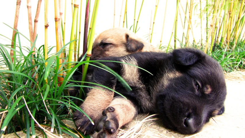 a black dog is laying in the grass