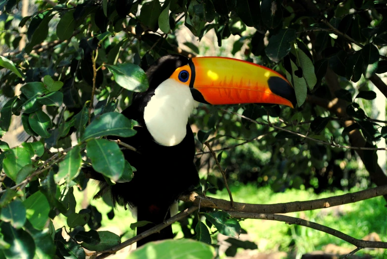 a toucan bird sitting on top of a tree