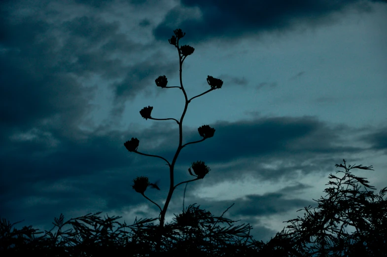 flowers are growing tall against a sky background