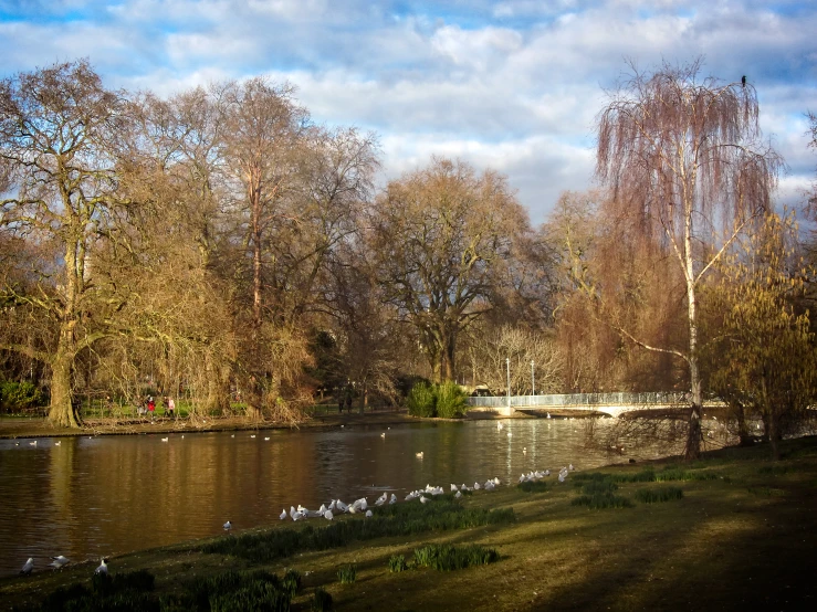 a river with trees and ducks floating down it