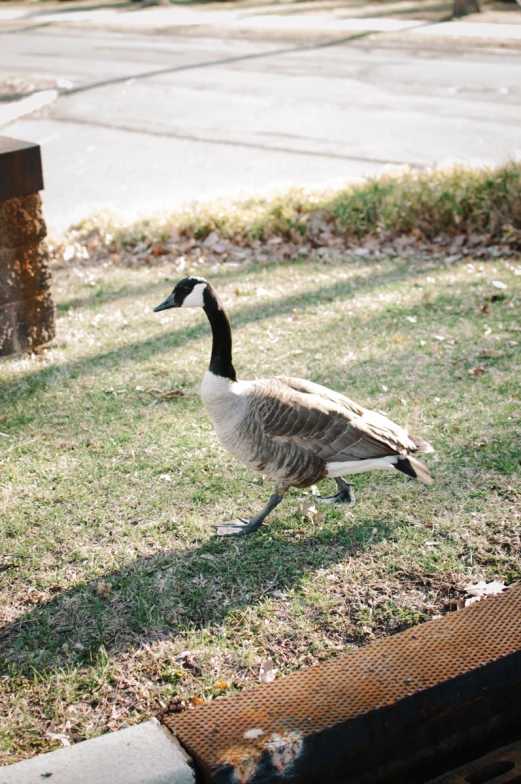 a bird with a black head and grey legs walks on the grass