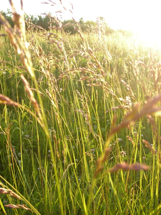 grass and trees on a sunny day, pographed in the sunlight