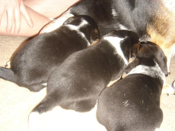 four puppies are in a circle together