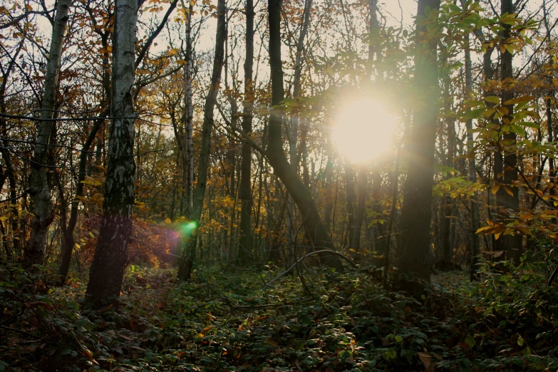 sun glaring through the trees near a forest