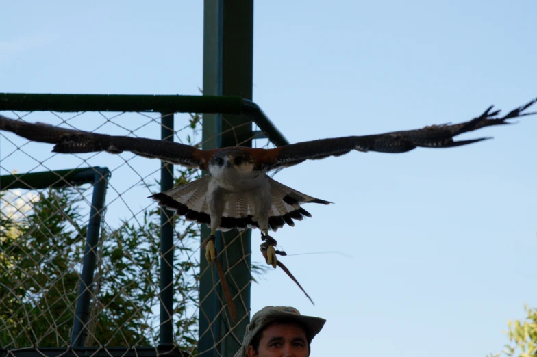 a man standing next to an bird of prey