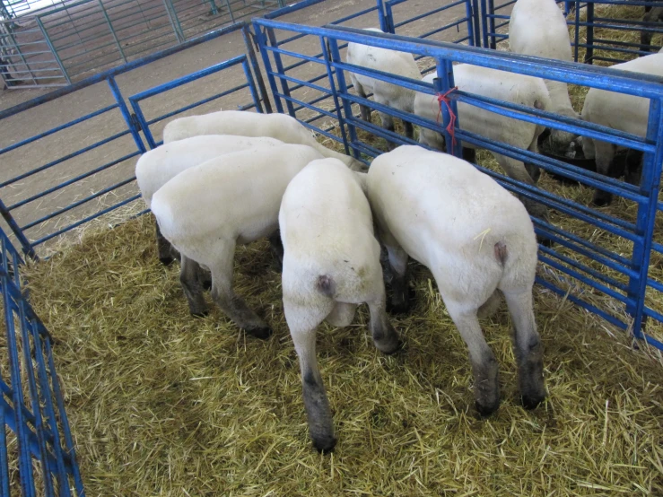 five sheep in blue pens with one eating