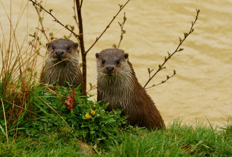 two wet brown otters sitting in the grass