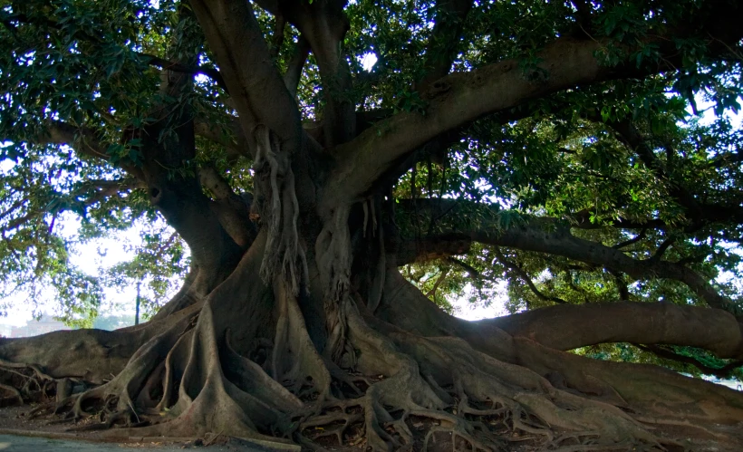 a very large tree with big roots in a park