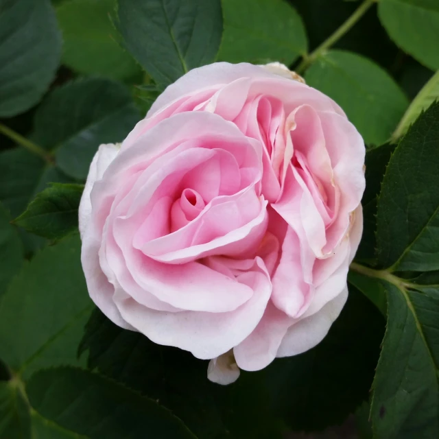 a pink flower sitting on top of green leaves