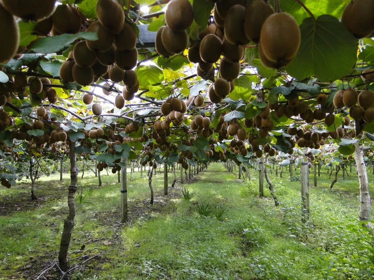 many fruit trees filled with yellow, ripe fruit