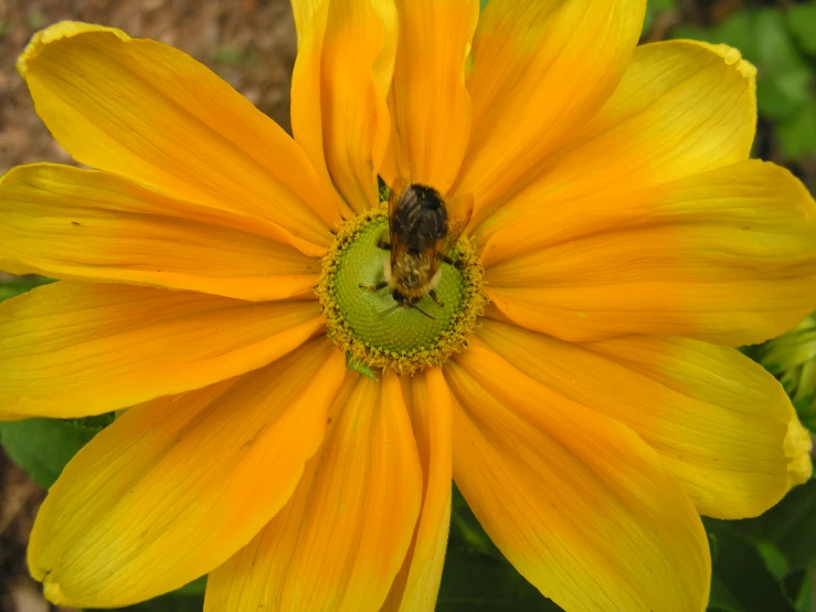 a large yellow flower with a bee sitting on it