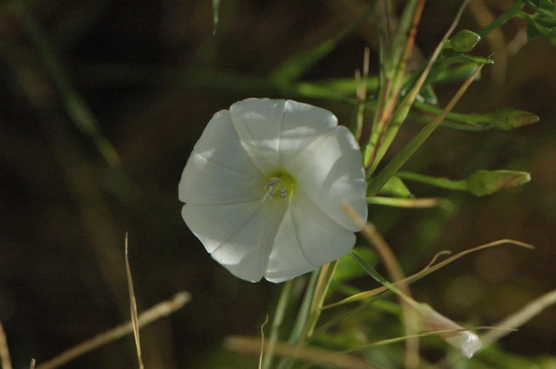 a white flower in some tall green grass