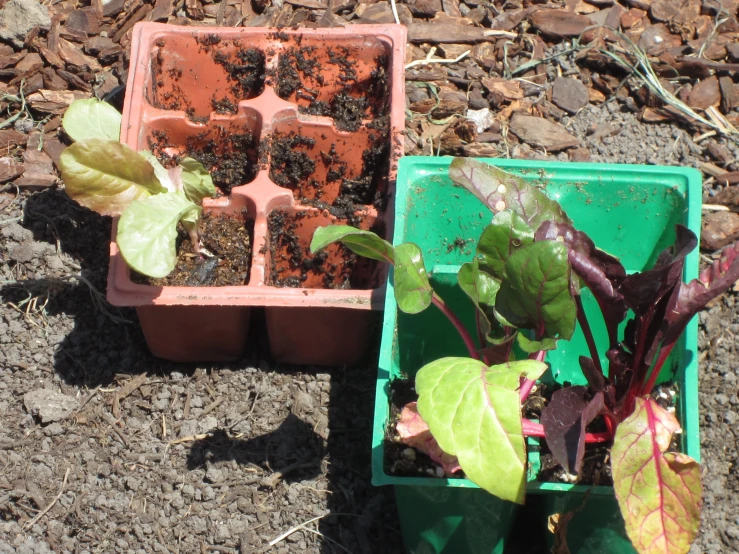 a container with plants in it laying on the ground