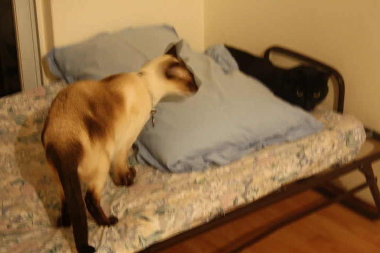 a cat on a bed looks back at the camera