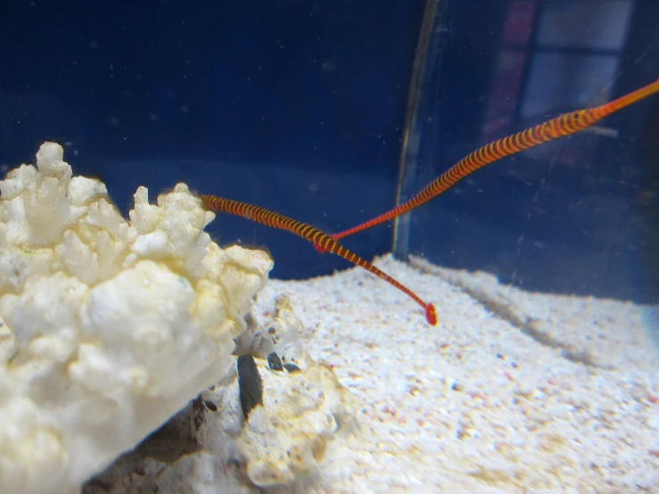 an orange and red striped octo crawling on coral in an aquarium