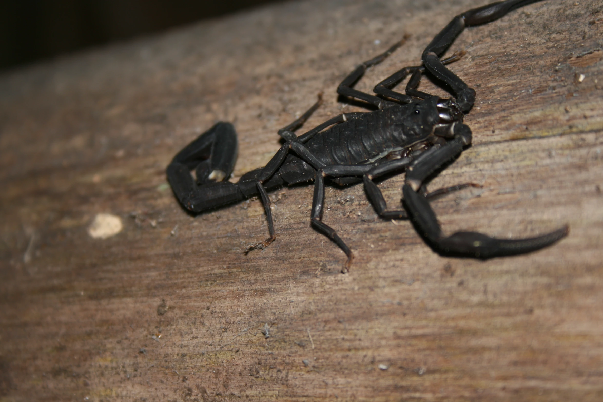 a close up of a black scorpion on wood