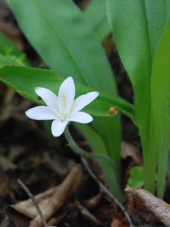 white flower with large petals growing out of ground