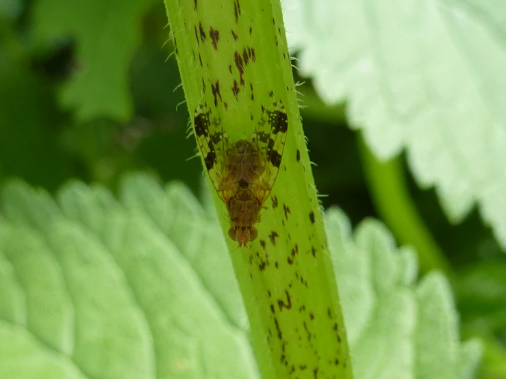 the top of the flower stalk has brown spots