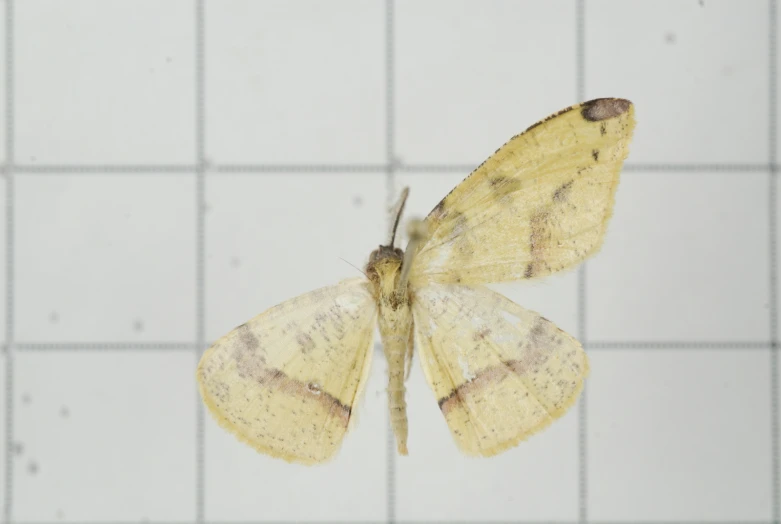 a erfly that is sitting on a tiled wall