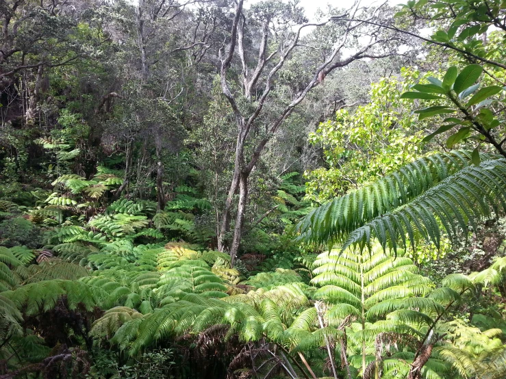 many green plants and trees and bushes near some water