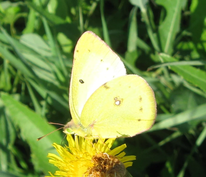 two yellow erflies on a flower in the sun