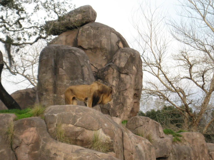 a large brown dog standing on top of a rocky field