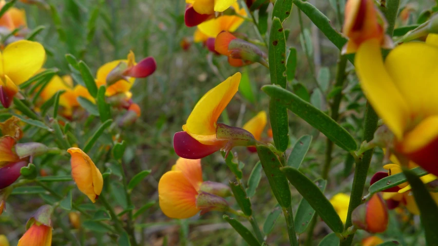 a group of flowers in an open field