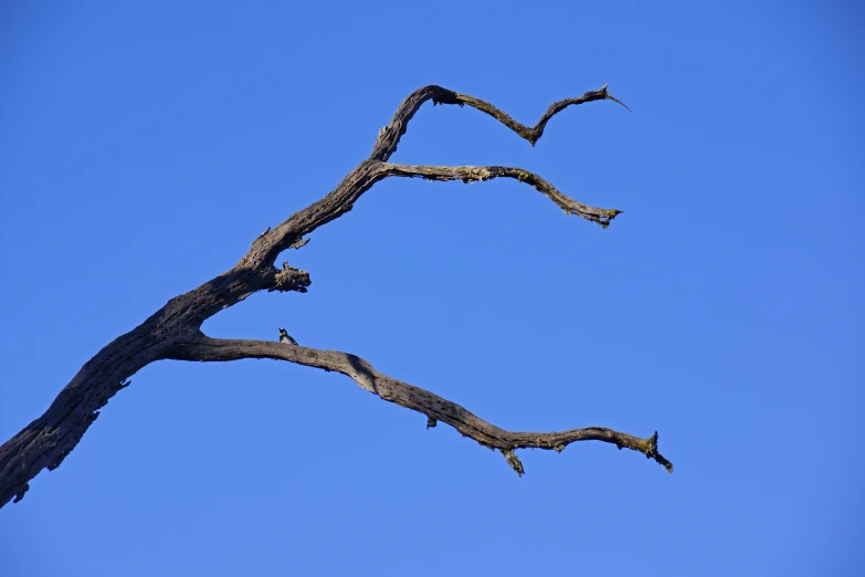 a tree nch is shown in the middle of the sky