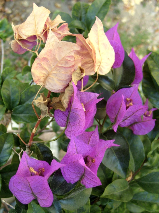 several purple flowers and green leaves in a garden