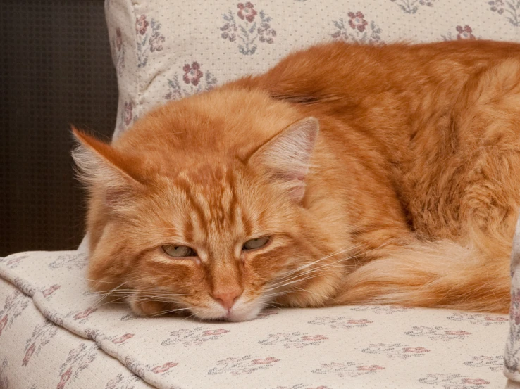 an orange cat laying down on top of a chair