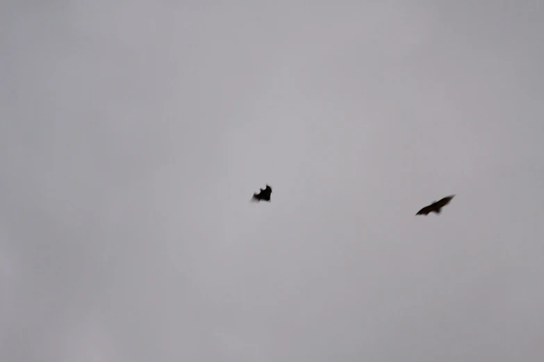 two birds that are flying through the sky