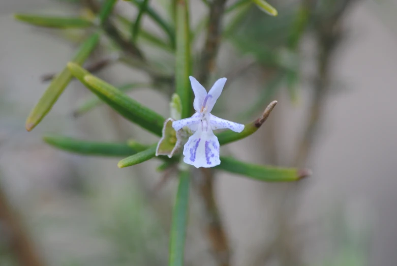 white flowers are shown in front of some green stems