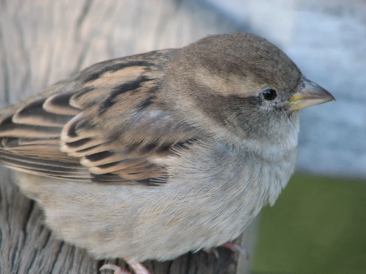 the bird is perched on the wooden post