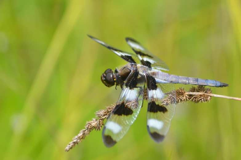 a dragon fly rests on some grasses in a field