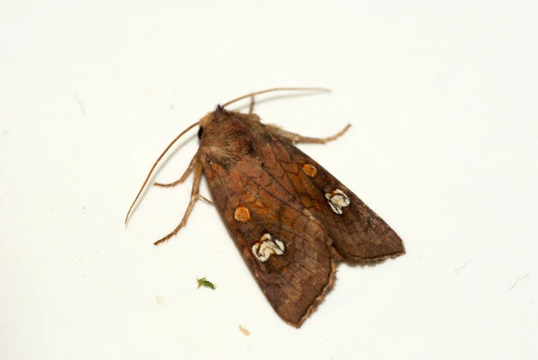 a brown and tan moth with white spots