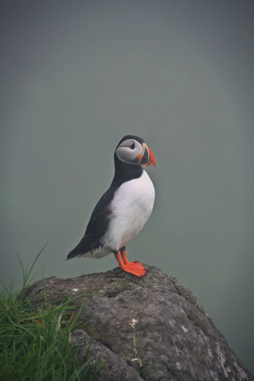 an image of a sea bird on a rock