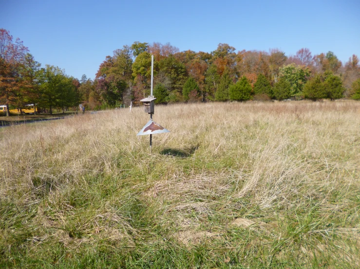 the view from the ground with an oceangull standing in tall grass