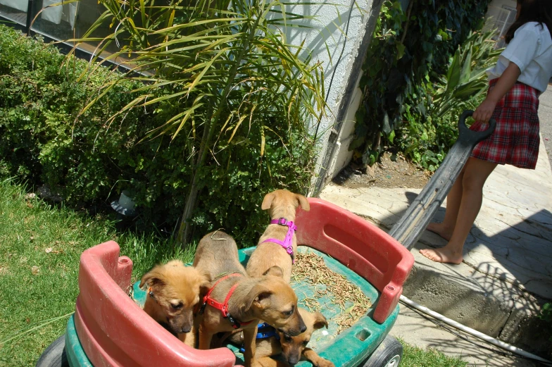 a group of three puppies sitting in a red container on the lawn