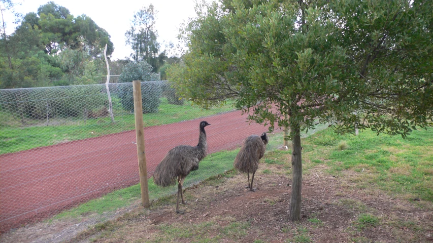 two ostriches walking together in a fenced in area