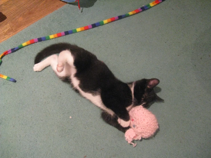 a cat playing with a toy on the floor