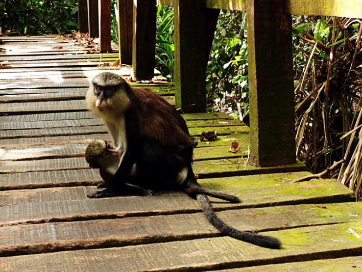 an adult and baby monkey sit on wooden beams